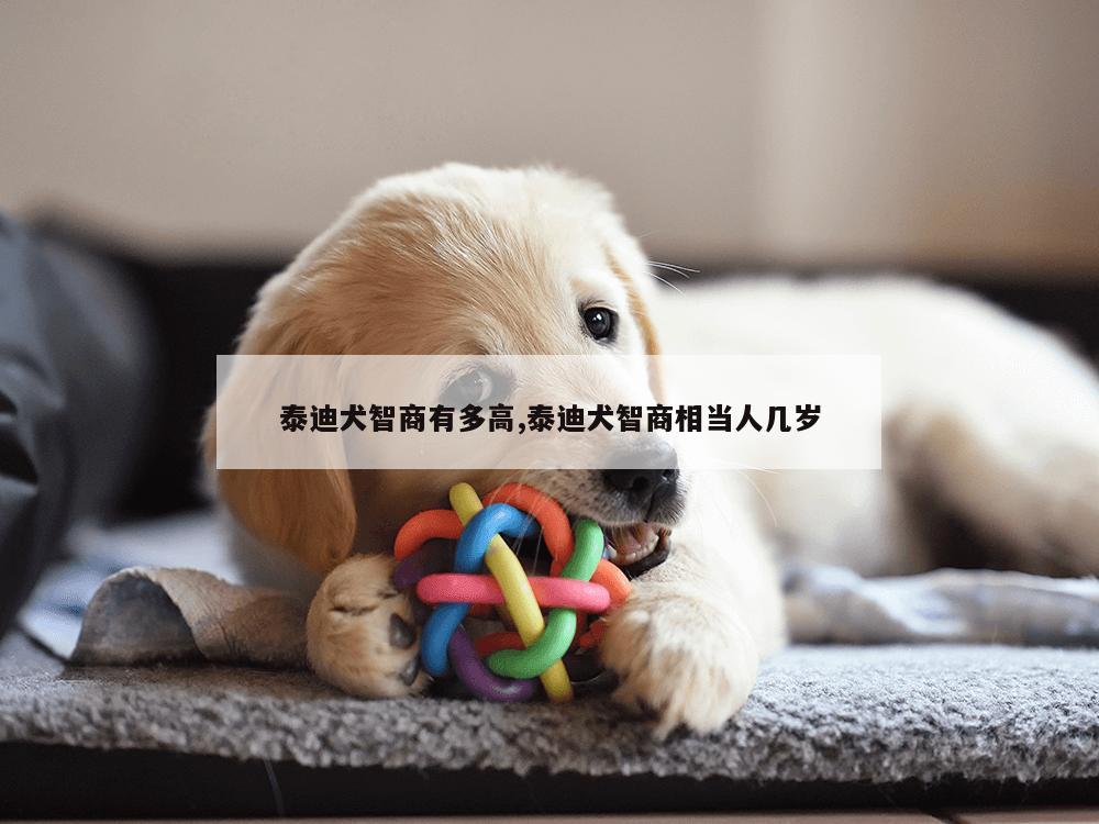 泰迪犬智商有多高,泰迪犬智商相当人几岁